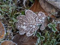 Eichenblatt dicht mit Raureif überzogen